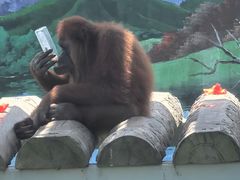 -西霞口神雕山野生动物世界