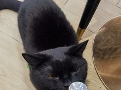 -安格丽娜·狗咖·猫咖羊驼咖(春熙路百盛商场店)