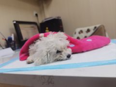 -中农大我爱我爱24h动物医院·中医针灸·猫专科·骨科医疗中心(双井店)