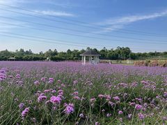 -紫颐香薰山谷景区