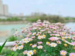 -三圣花乡旅游区