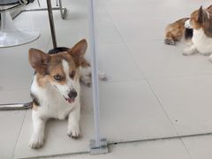 -怪兽屋·羊驼·猫咖·狗咖(俊华广场店)