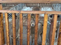 -北京鹿世界主题园