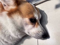 -树洞桌游宠咖小酒馆