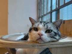 -有喵·猫咖·狗咖·30几只猫10只小狗(岗厦店)