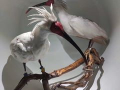 -陕西自然博物馆