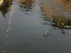 -DGE季风钓虾营地·团建·聚会