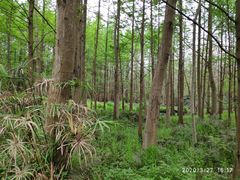 -桤木河湿地公园