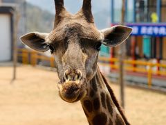 -西霞口神雕山野生动物世界