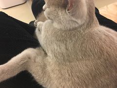 -袖虎·猫馆(体育西路店)
