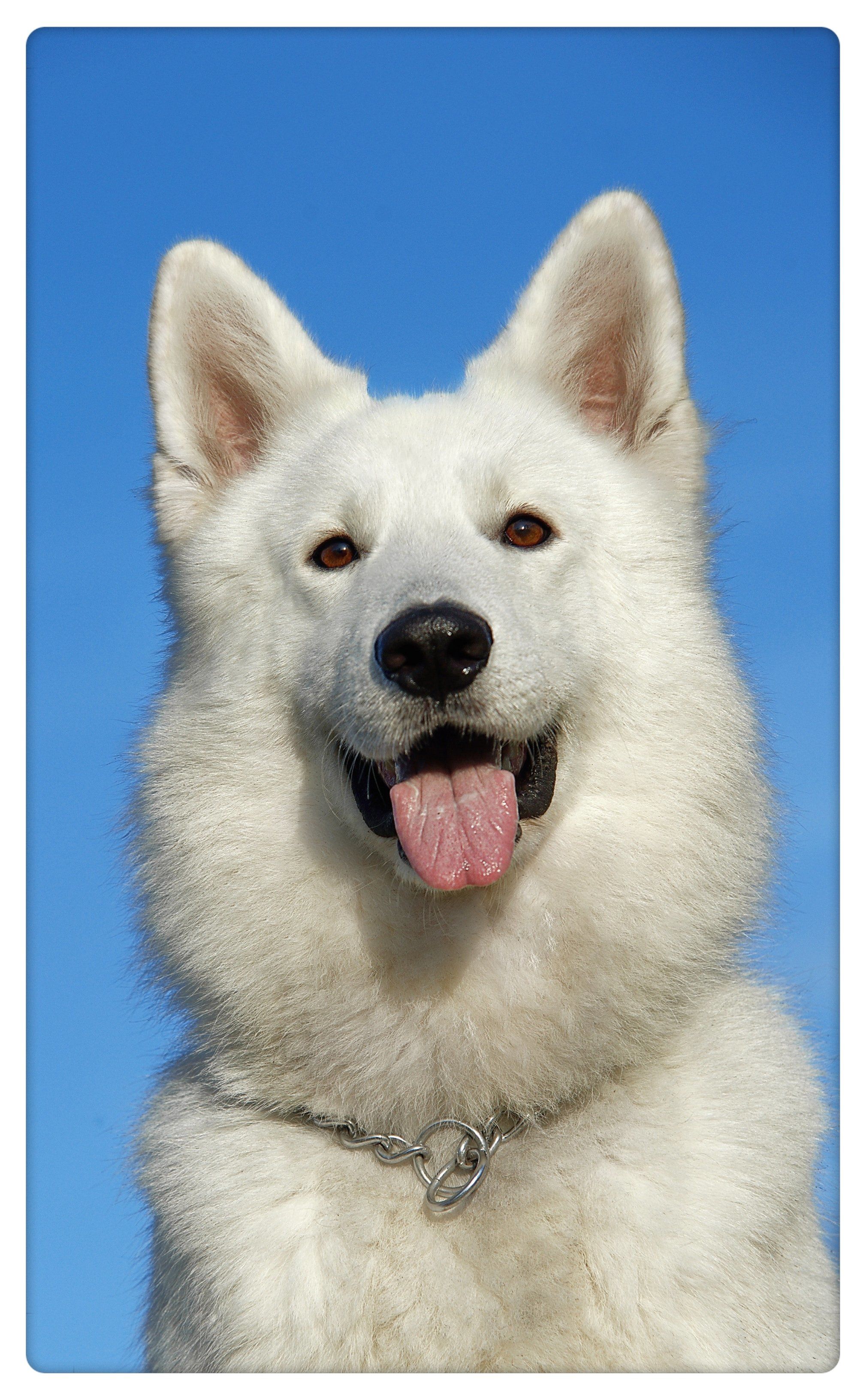 9891 记录狗狗精彩瞬间 | 宠物写真