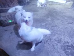 -芜湖新华联大白鲸海洋公园