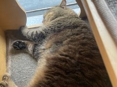 -伟伟宠物医院·瑞派猫友好医院·猫科(光谷店)