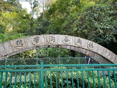 -西双版纳原始森林公园