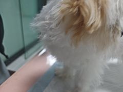 -嘉馨宠物医院·CT影像转诊·心脏科·犬猫全科诊疗中心(下沙大学城院区)