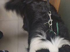 -瑞派宠物医院·24h·骨外科·皮肤科·全科宠物医疗转诊中心(沈阳浑南院)