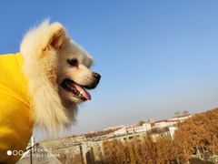 -pd派德宠物中心医院24H急重症·眼科中心·血液透析中心(嵩山北路店)