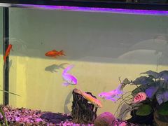 -蓝山四季西餐植物店