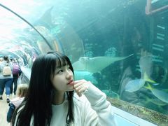 -悉尼海洋生物水族馆