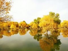 -金塔沙漠胡杨林景区