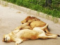 -大连森林动物园