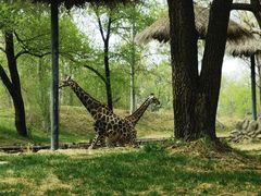 -北京野生动物园