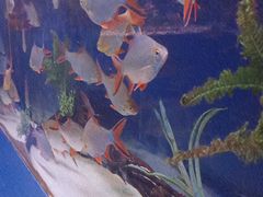 -沙沙哗啦海洋馆(华宇百花谷店)