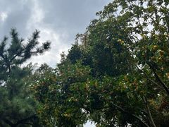 -秋霞圃