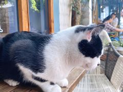 -喵屿·大理花园猫咖