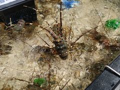 -盒马鲜生(曜一城店)