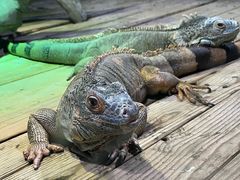 -石家庄市动物园