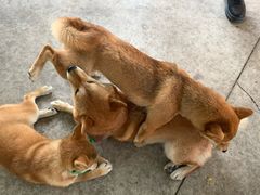 -柴犬高等学院·狗咖·柴犬售卖·宠物训练