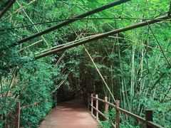 -中国科学院西双版纳热带植物园