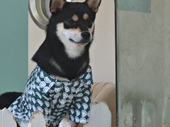 -怪兽屋·羊驼·猫咖·狗咖(俊华广场店)