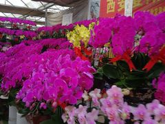 -秦美花卉(天朗·莱茵小城2期店)