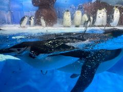 -海合安成都极地海洋公园