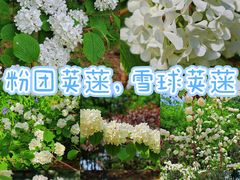 -仁和公园(顺义区)