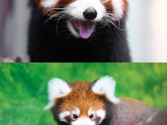 -灵玲国际马戏城