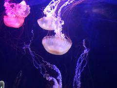 -青岛海底世界-水族馆
