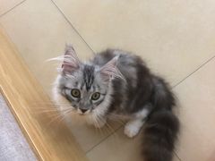 -喵宠乐园·撸猫互动·猫舍