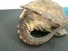 -荣耀金沙动物医院(清江西路店)