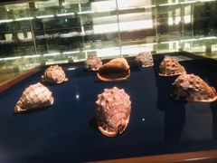 -青岛贝壳博物馆