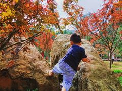 -广州市帽峰山景区