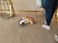 -飞行喵MR PILOT|猫舍·猫咖(静安大融城店)