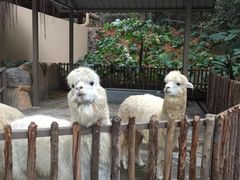 -深圳野生动物园