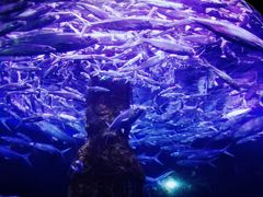 -厦门海底世界