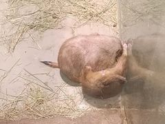 -正佳雨林生态植物园