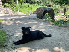 -大岭沟猕猴桃谷风景区