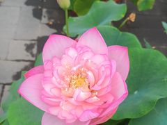 -莲花池公园