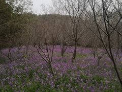 -同里国家湿地公园